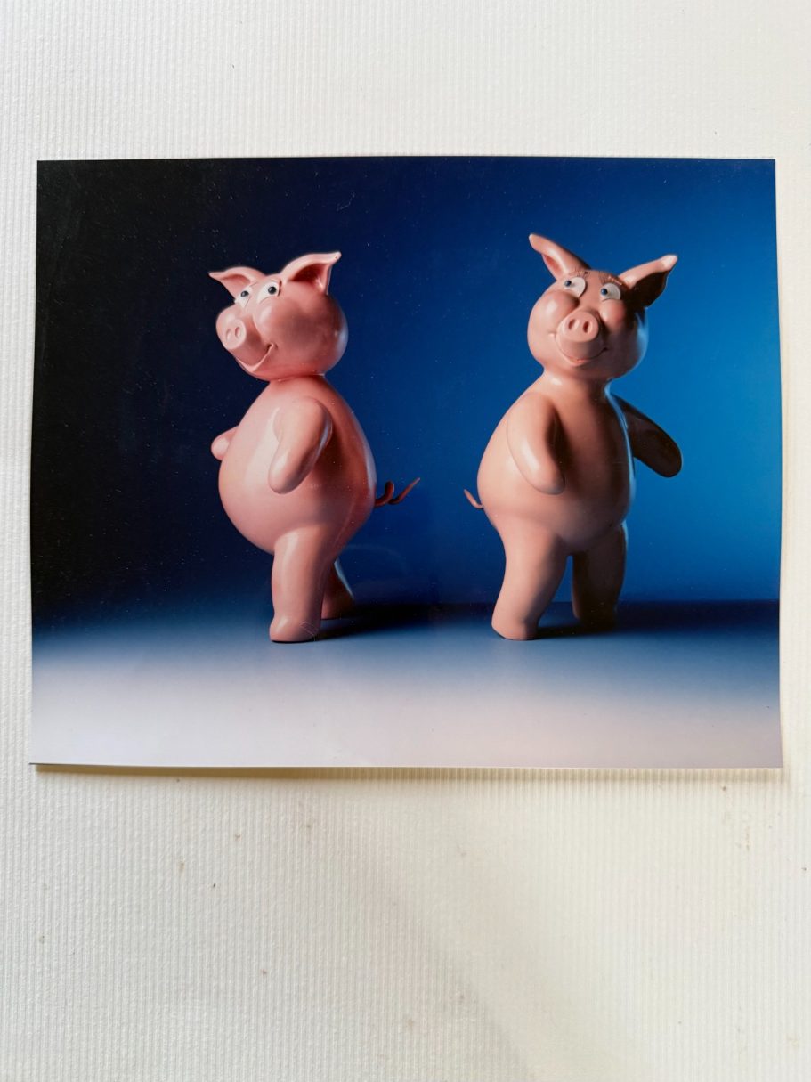 Rencontre de deux cochons