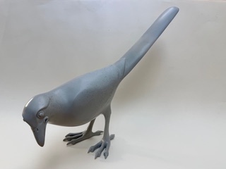 Pie Grise claire Modèle d'oiseau gris avec un long corps et des pattes fines.